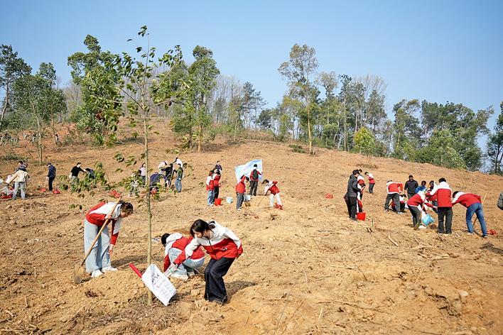 武汉森宝公益林植树活动现场 通讯员供图