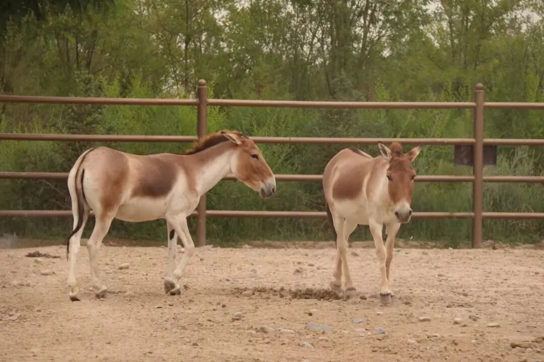 甘肃武威的早春美好 藏在这一路风光里