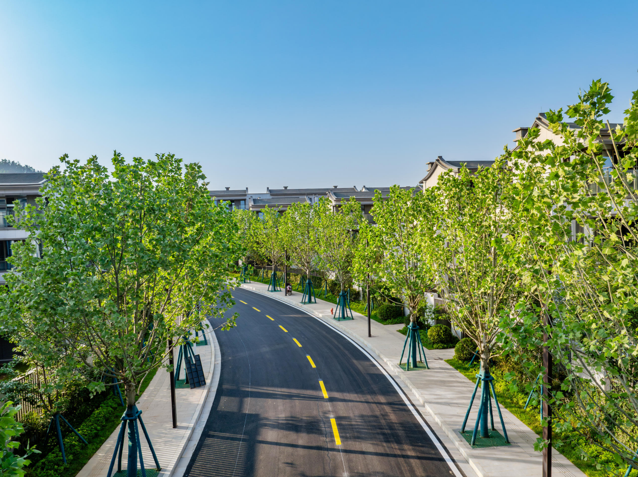 (麓隐青竹湖 法国梧桐大道实景图)