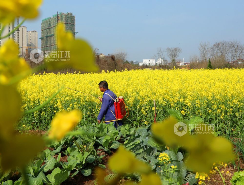 江西泰和：油菜春管忙（图）