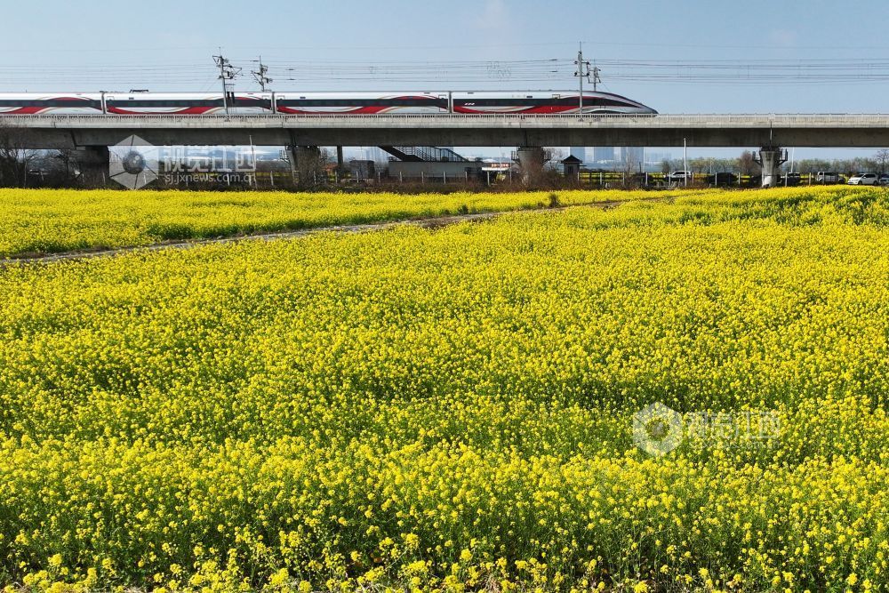 2026年3月12日,京港高铁杭昌段南昌东区间沿线油菜花竞相绽放,一列复兴号动车组从油菜花田边驶过。