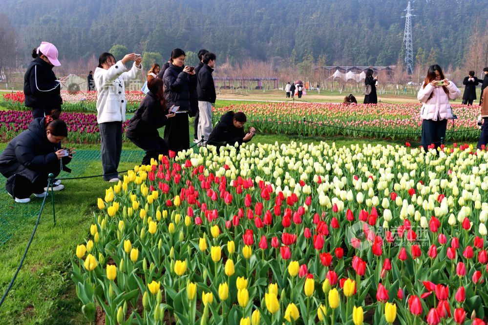 江西南昌：百万株郁金香迎春盛开（图）
