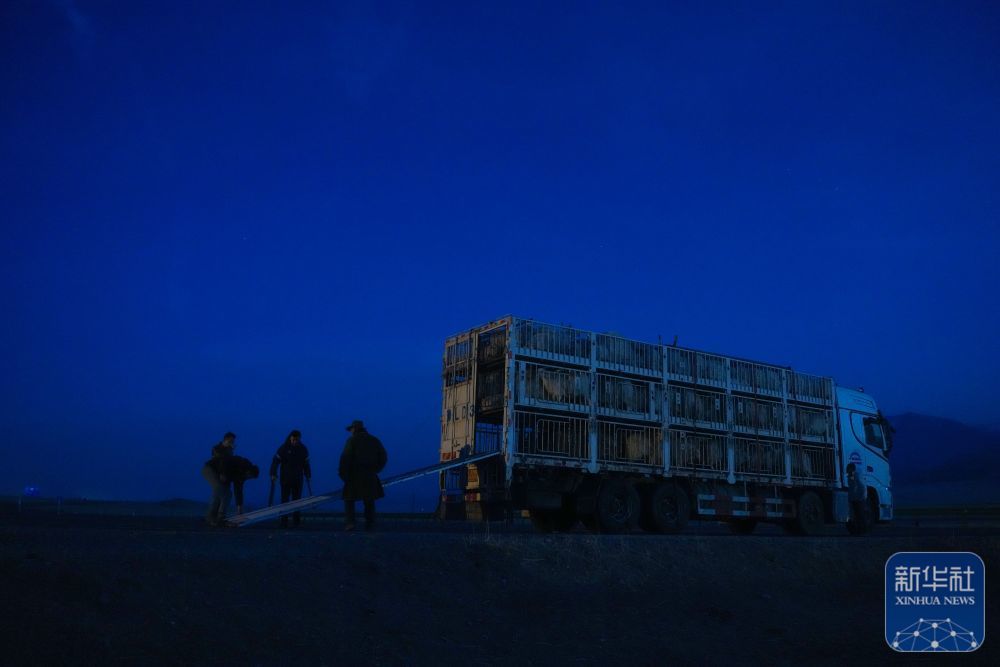 ↑3月7日,在青海省海北藏族自治州祁连县阿柔乡草大板村,牧民准备将羊群放归草原。新华社记者 张龙 摄