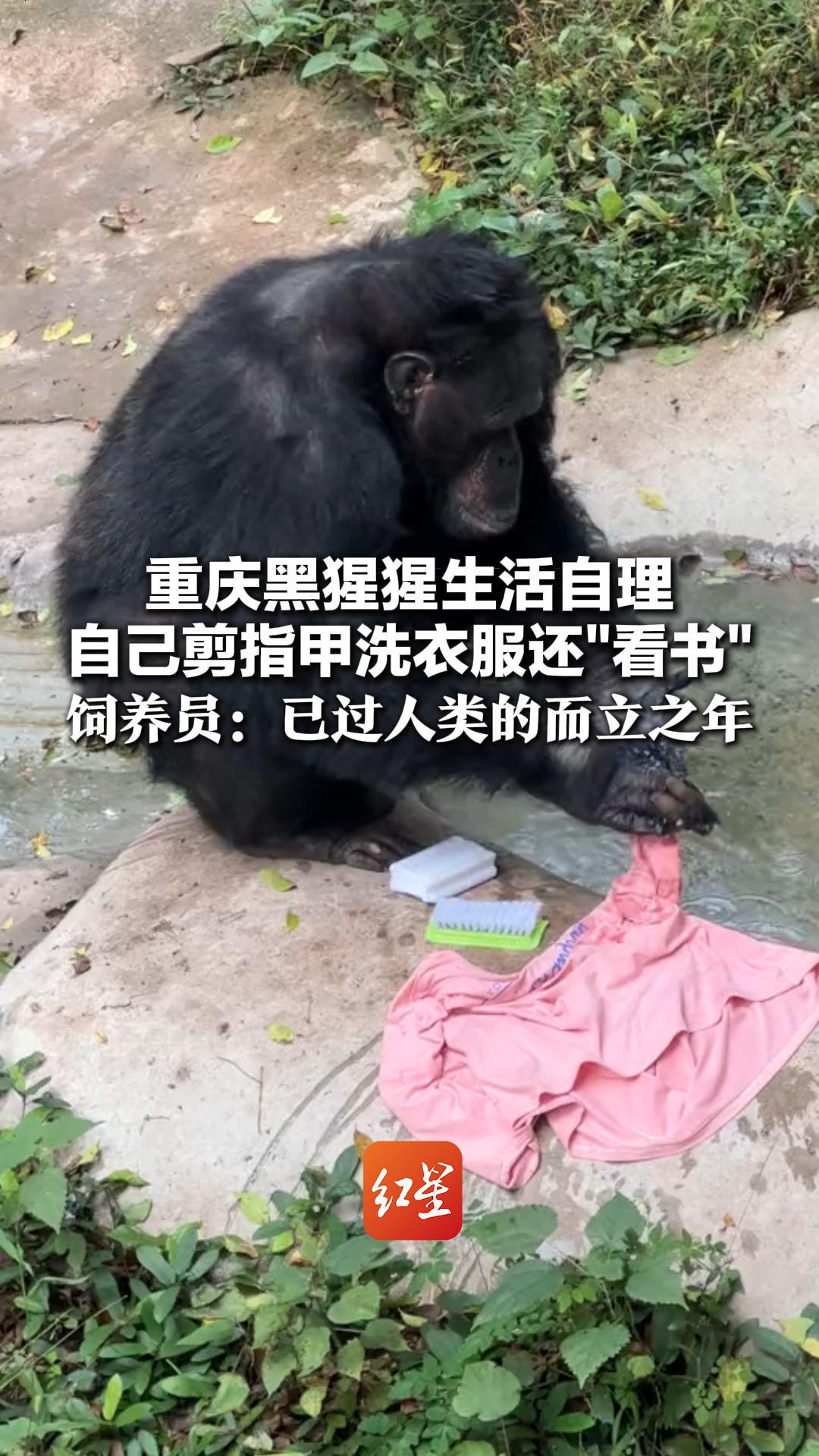 “猩生”经验积极又励志！重庆黑猩猩生活自理 自己剪指甲洗衣服还“看书”饲养员：已过人类的而立之年