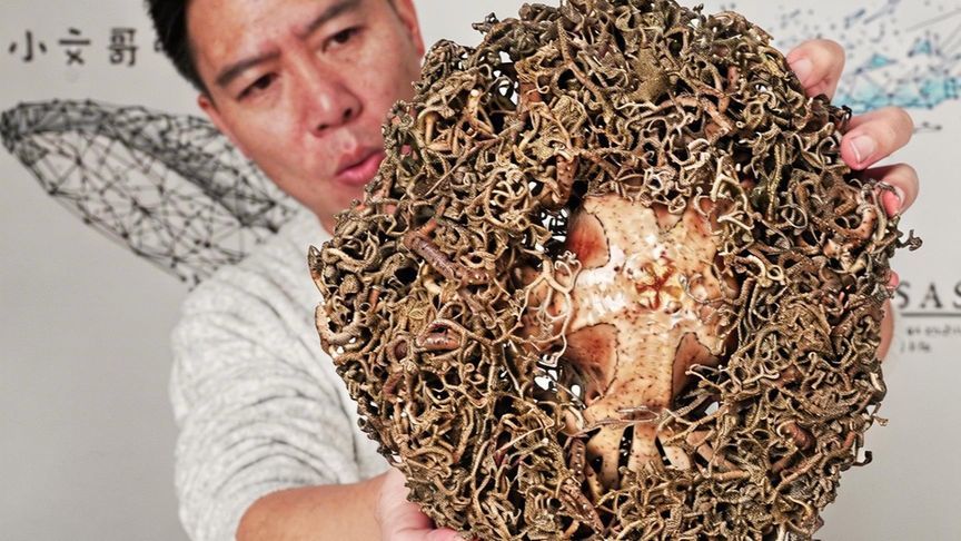 试吃“海洋十大恶心生物”筐蛇尾！