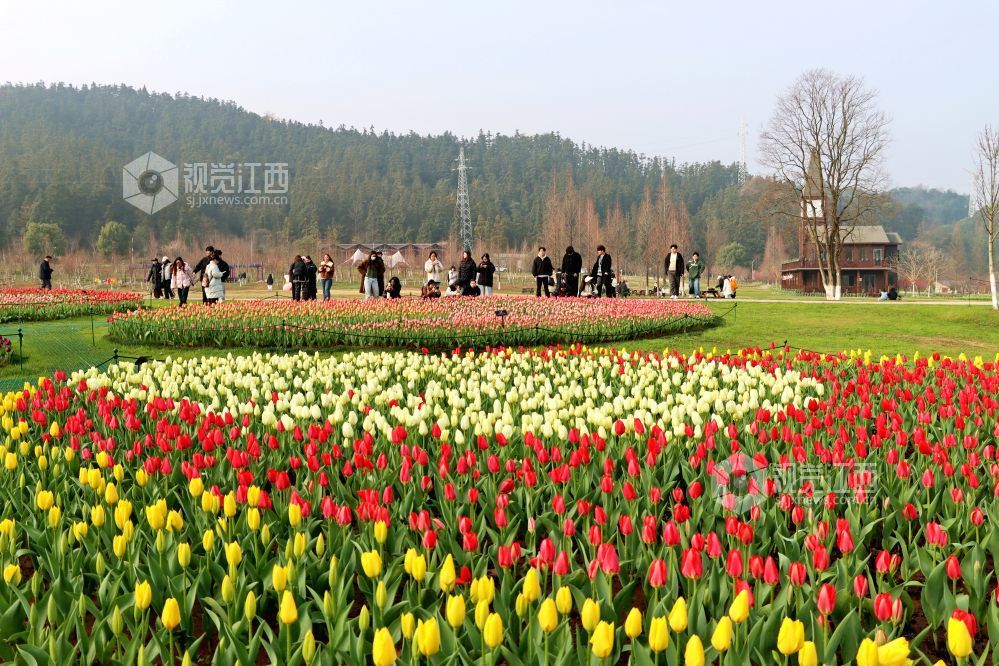 江西南昌：百万株郁金香迎春盛开（图）