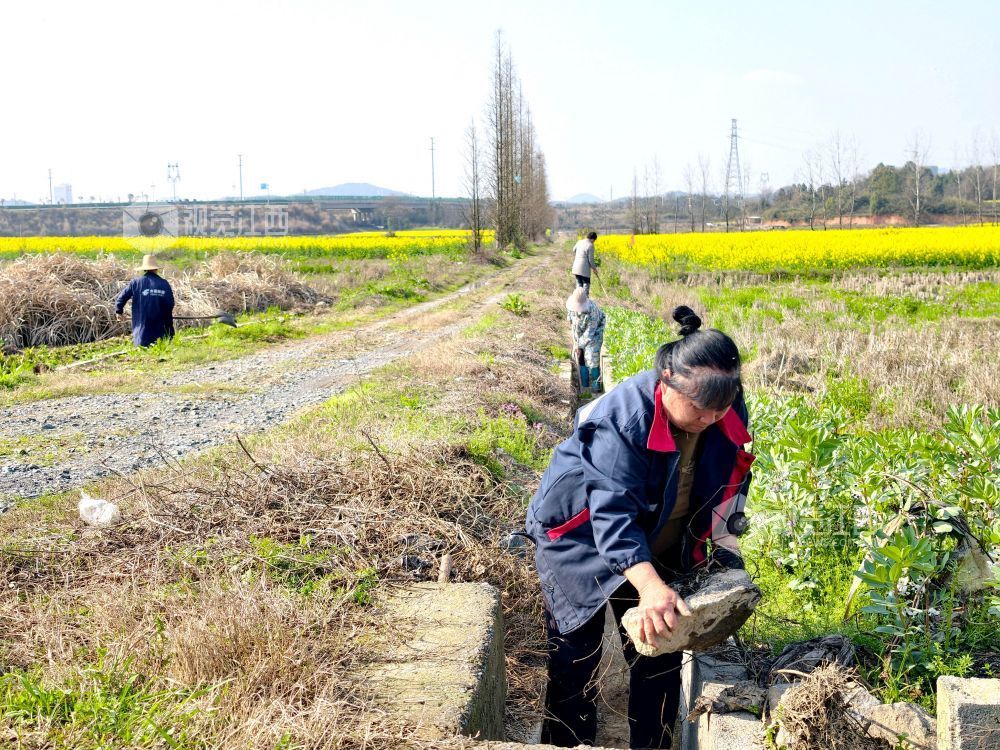 江西分宜：疏浚“农田动脉” 助力春耕生产（图）