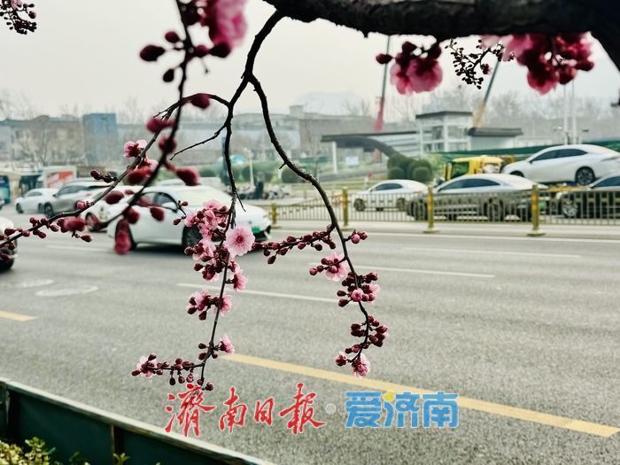 梅香满径扮靓经十路 济南千佛山站春意浓