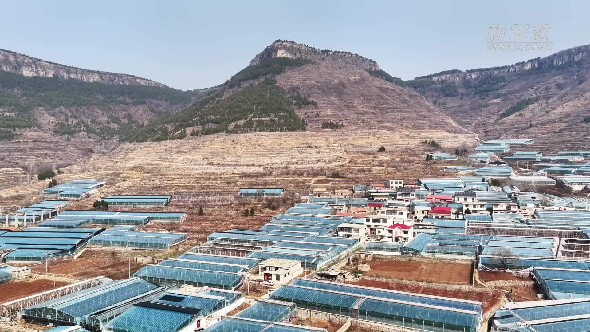 千城百县看中国丨山东枣庄：早春樱桃抢“鲜”上市