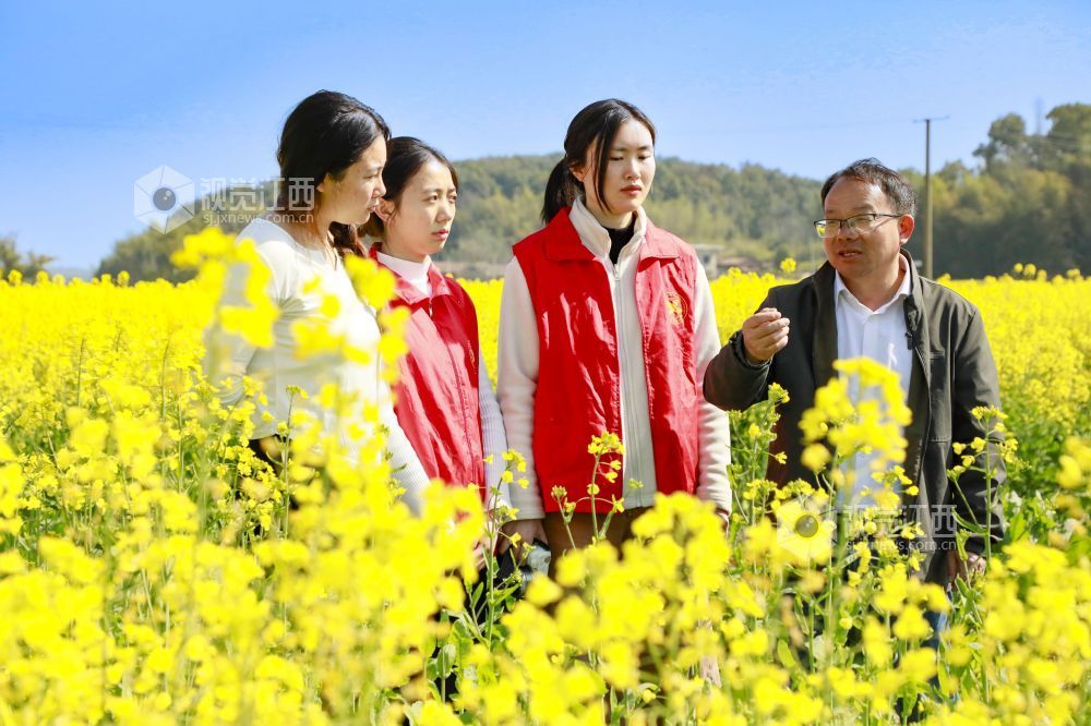 江西金溪:人才下乡 绘就油菜丰产新图景(图)
