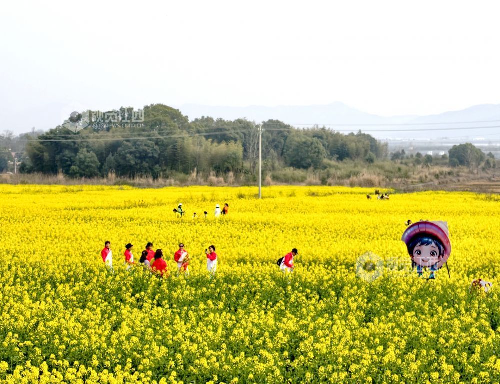 江西分宜：油菜花海赏春光（图）