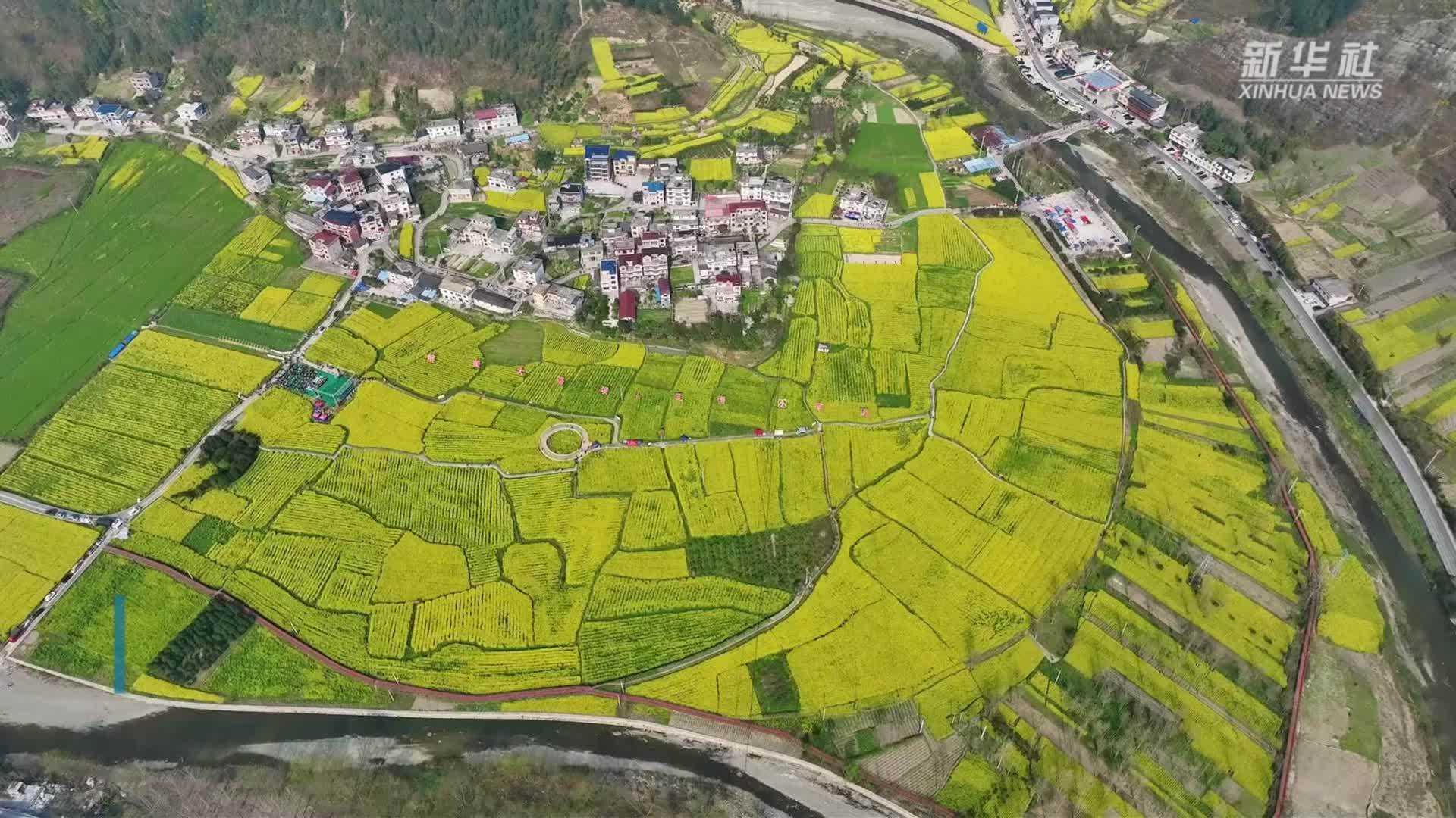 湖北咸丰：油菜花开春意浓