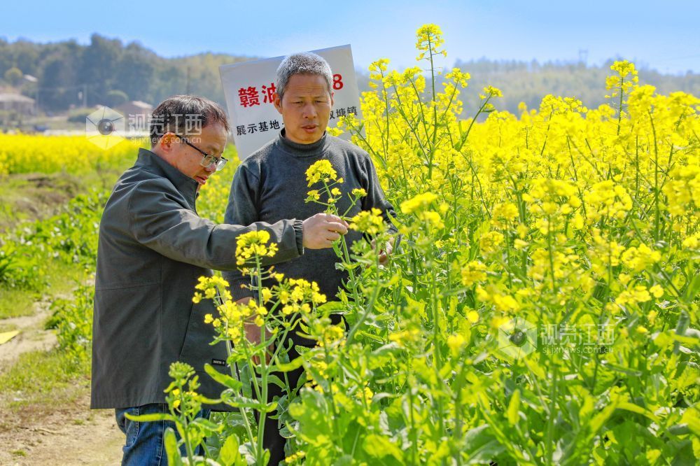 江西金溪:人才下乡 绘就油菜丰产新图景(图)