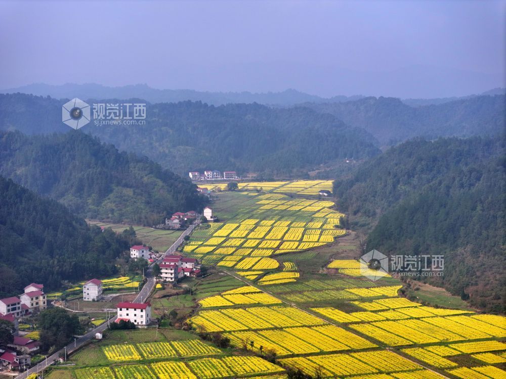 2026年3月6日,江西省吉安市泰和县水槎乡乐群村油菜种植基地,油菜花竞相绽放,与大山、农舍相映成景,壮美如画。