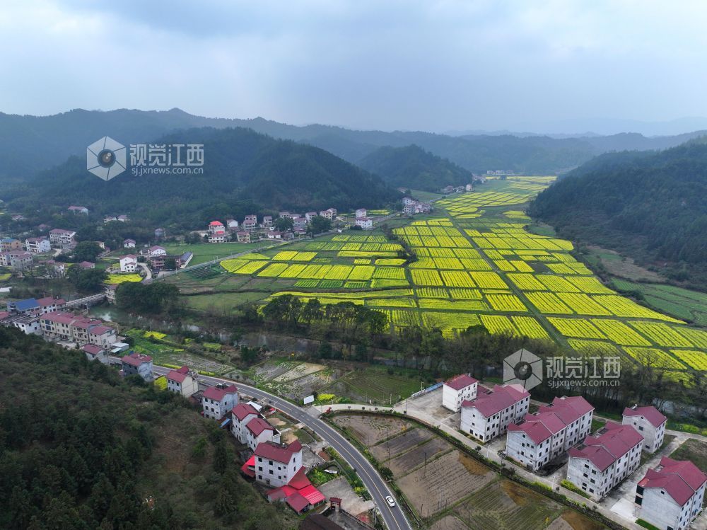 2026年3月6日,江西省吉安市泰和县水槎乡乐群村油菜种植基地,油菜花竞相绽放,与大山、农舍相映成景,壮美如画。