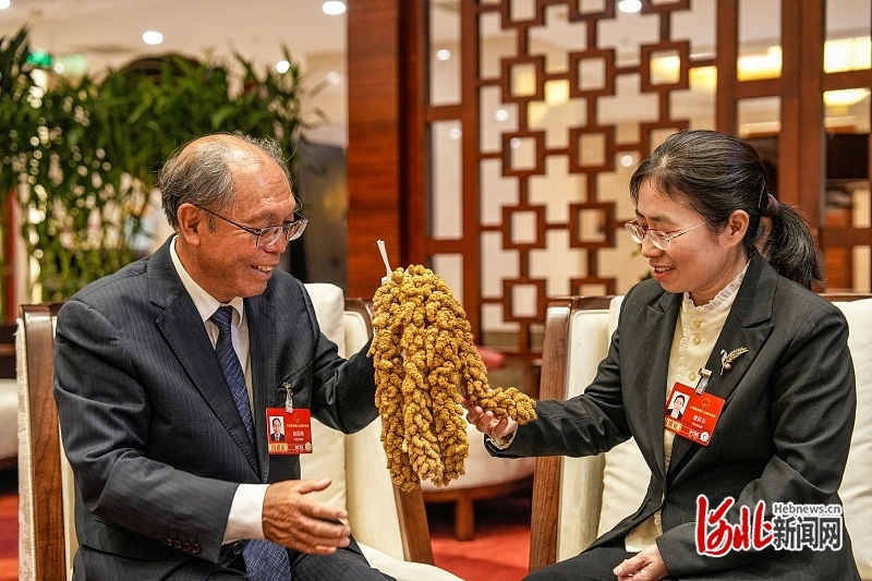 3月6日，赵治海代表（左）向曹彩云代表展示新培育的谷子品系。 河北日报记者 许佳奇摄