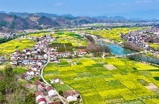 金色汉中 如约而至|2026最美油菜花海游玩攻略凤凰网陕西_凤凰网