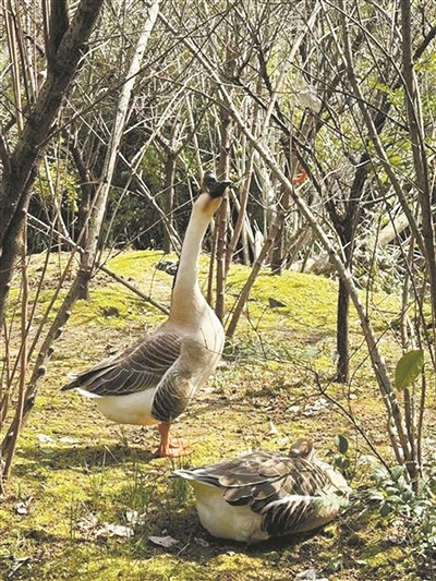 鹅鹅耷在林间漫步,其伴侣静卧一旁