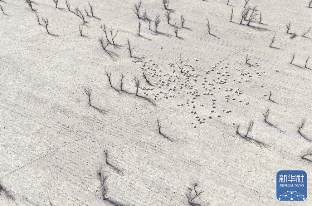 ↑3月7日,在甘肃省张掖市甘州区碱滩镇二坝村的借牧点,羊群在玉米秸秆地中觅食(无人机照片)。新华社记者 张龙 摄