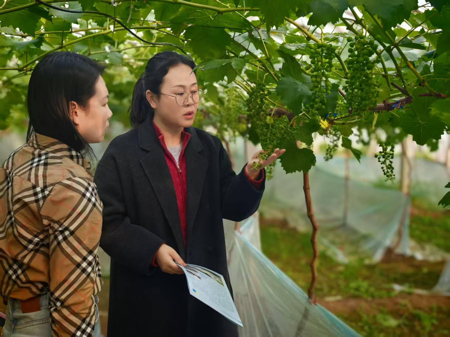图一为饶阳县气象局农业气象人员为新饶公司管理人员讲解葡萄疏果期管理要点。王春暖 摄
