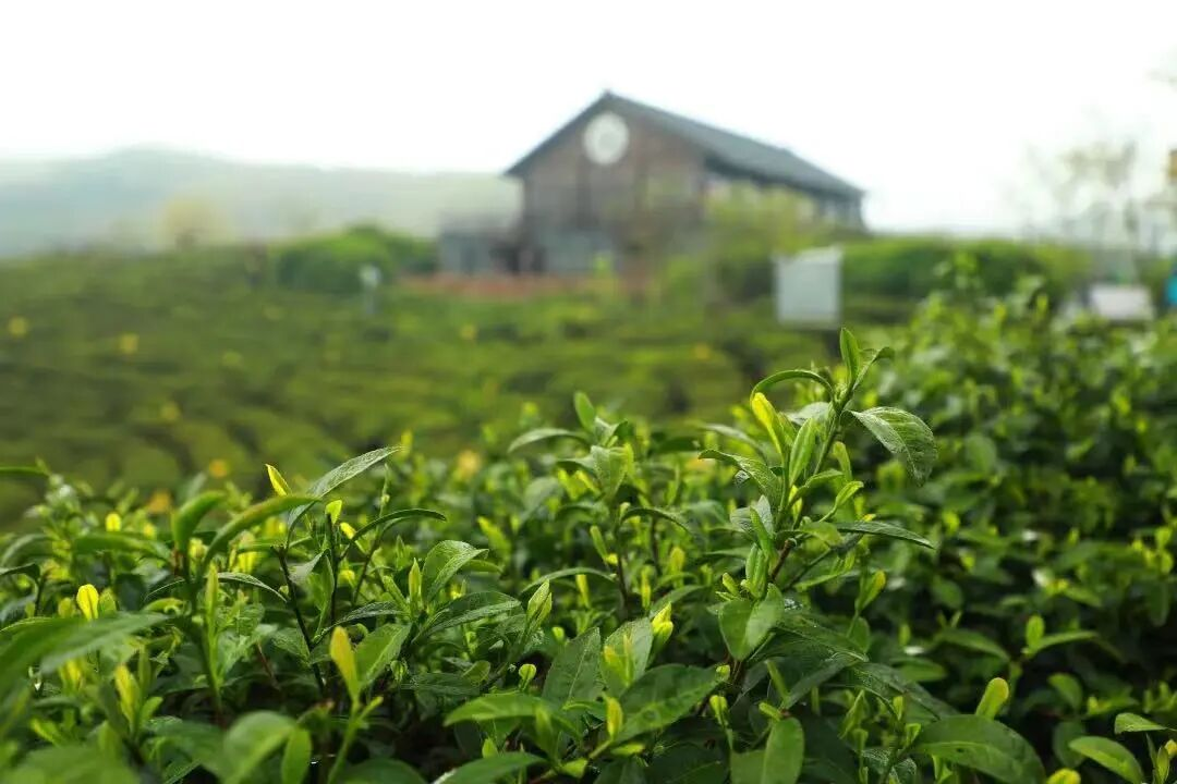 南京江宁：推窗见绿 生态富民