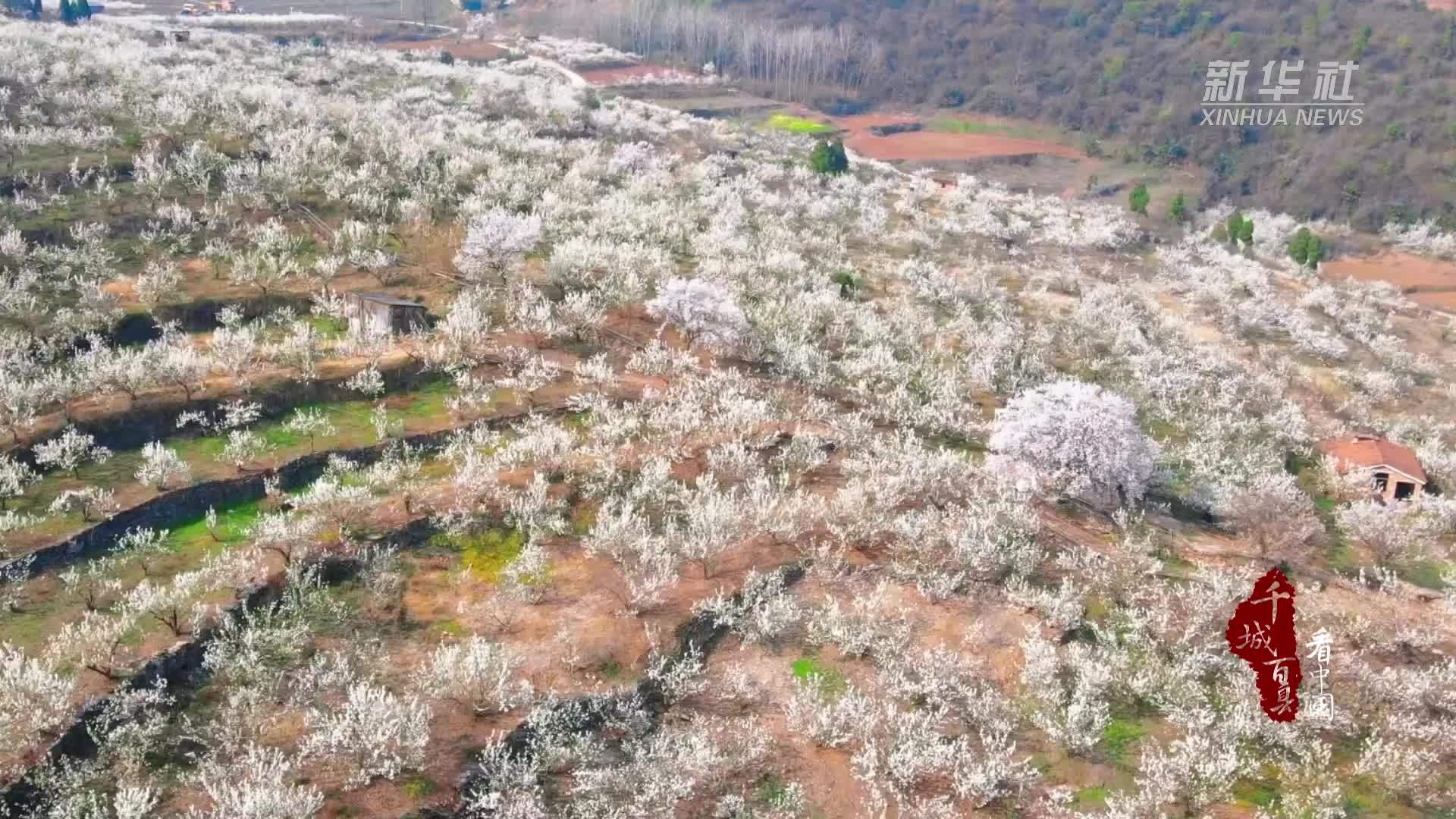 千城百县看中国·赏花季丨湖北南漳：万亩樱桃花如约绽放
