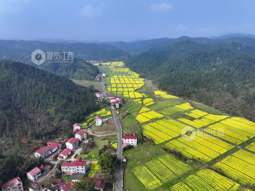 2026年3月6日,江西省吉安市泰和县水槎乡乐群村油菜种植基地,油菜花竞相绽放,与大山、农舍相映成景,壮美如画。