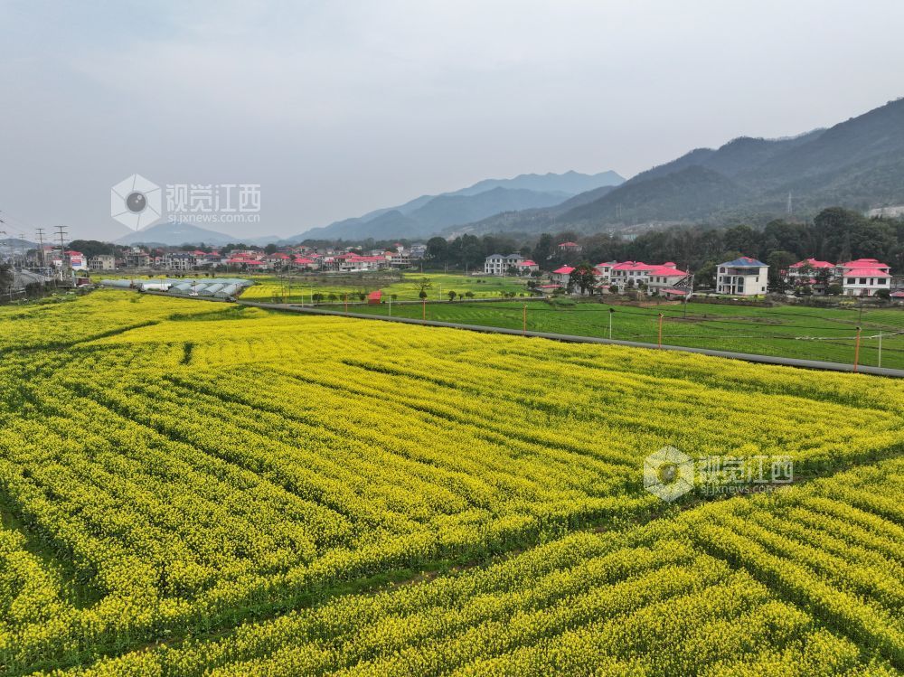 江西芦溪：以花为媒 “扮靓”乡村振兴路（图）