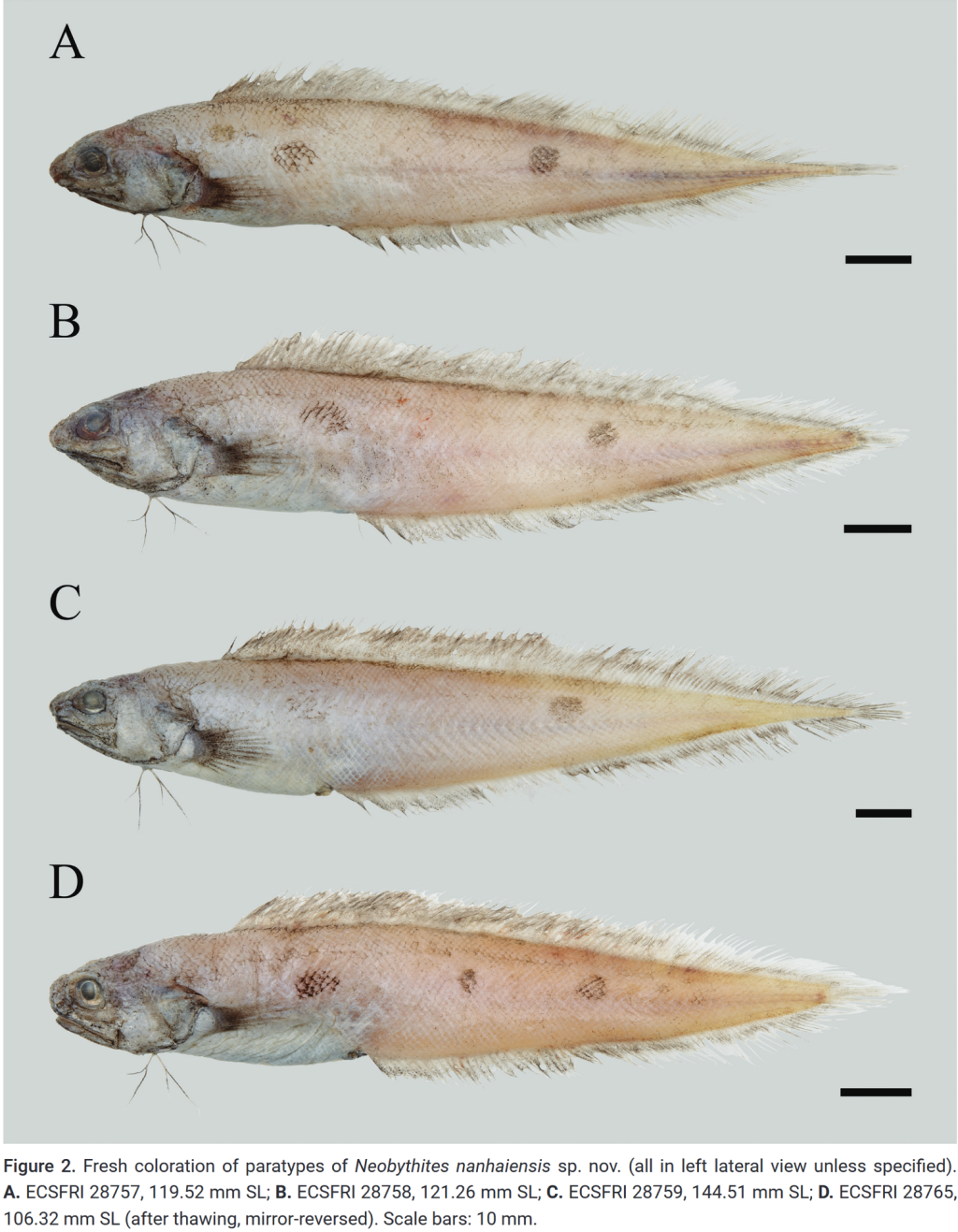南海新鼬鳚。图源：上海海洋大学