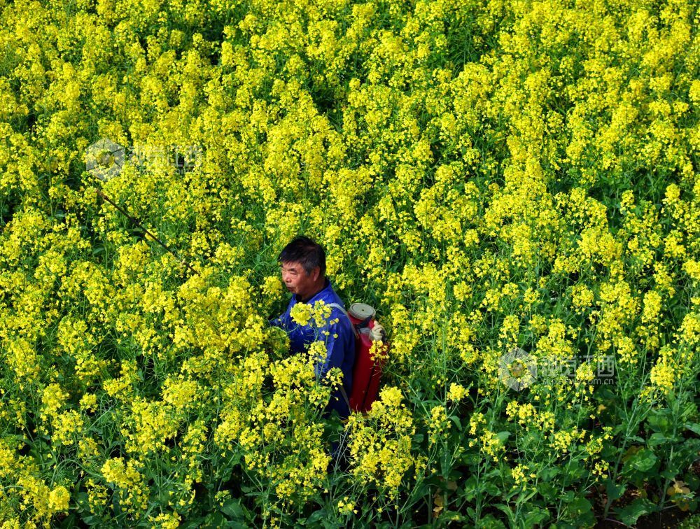 江西泰和：油菜春管忙（图）