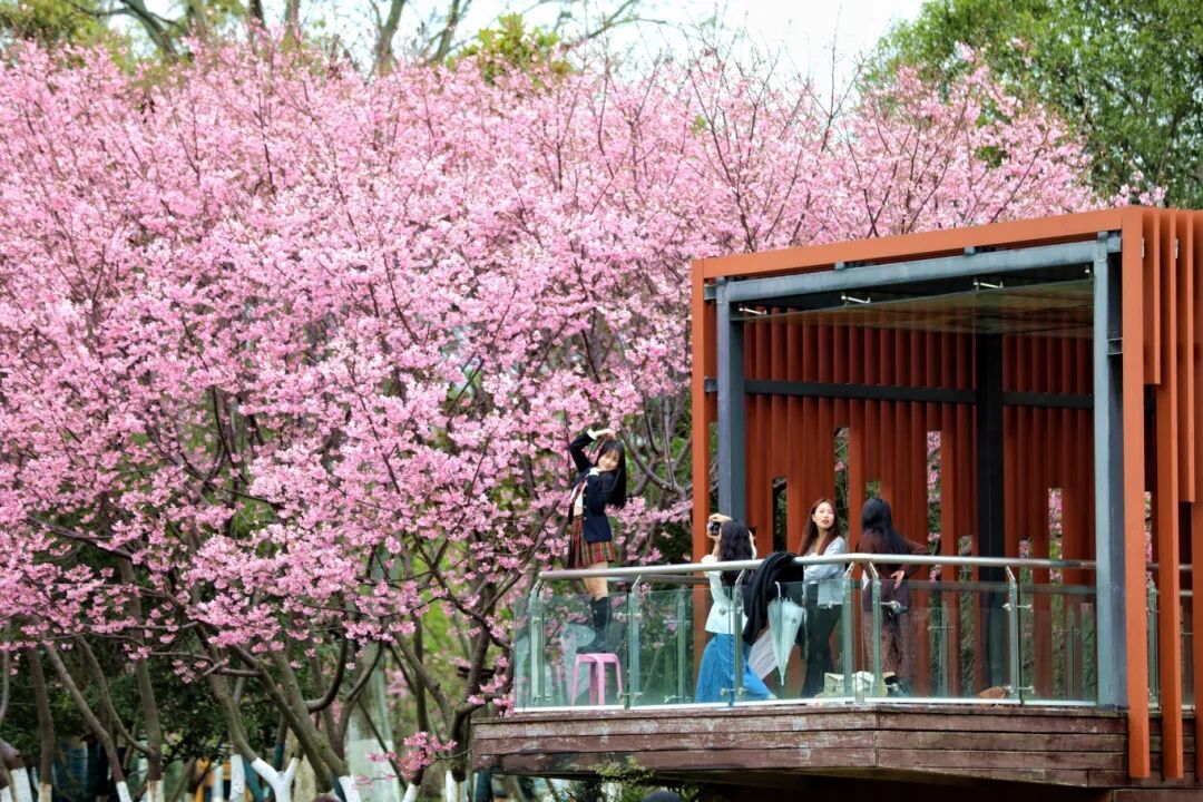 市民游客在樱花树下拍照。邱蛟龙摄.jpg