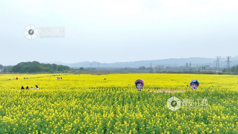 江西分宜：油菜花海赏春光（图）