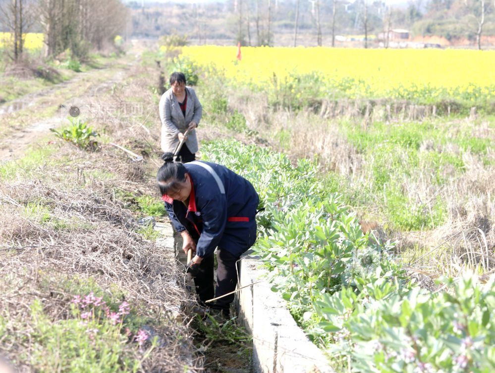 江西分宜：疏浚“农田动脉” 助力春耕生产（图）