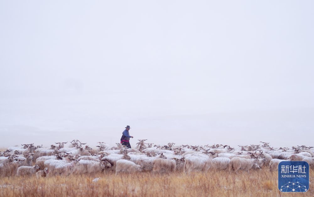 ↑3月8日,在青海省海北藏族自治州祁连县阿柔乡草大板村,牧民东宝在草原上放牧。新华社记者 张龙 摄
