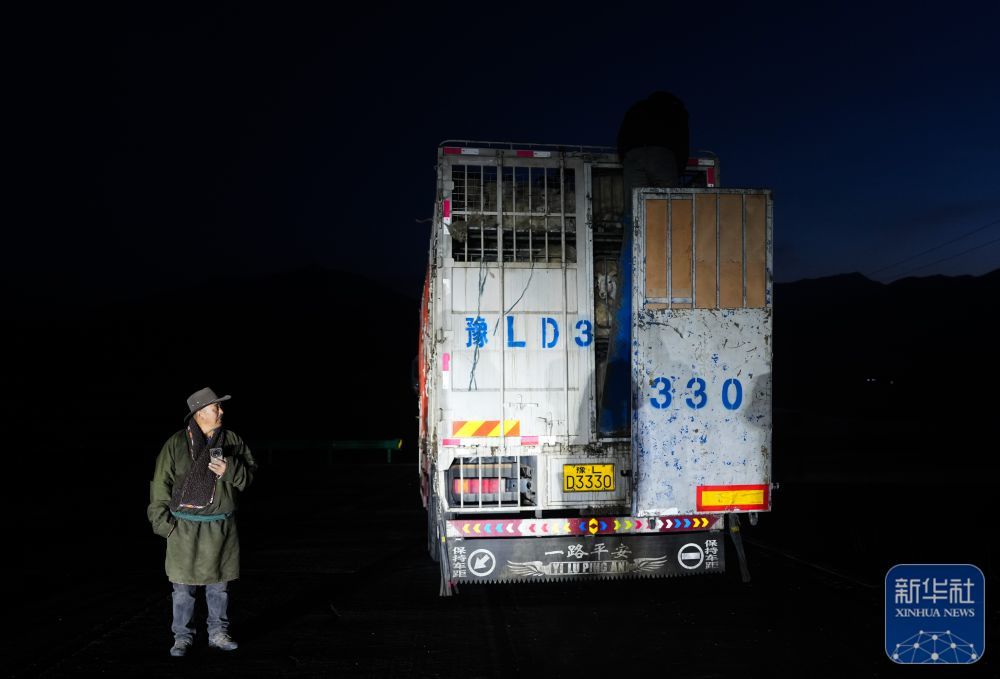 ↑3月7日,在青海省海北藏族自治州祁连县阿柔乡草大板村,东宝准备将车辆中的羊群放归草原。新华社记者 张龙 摄