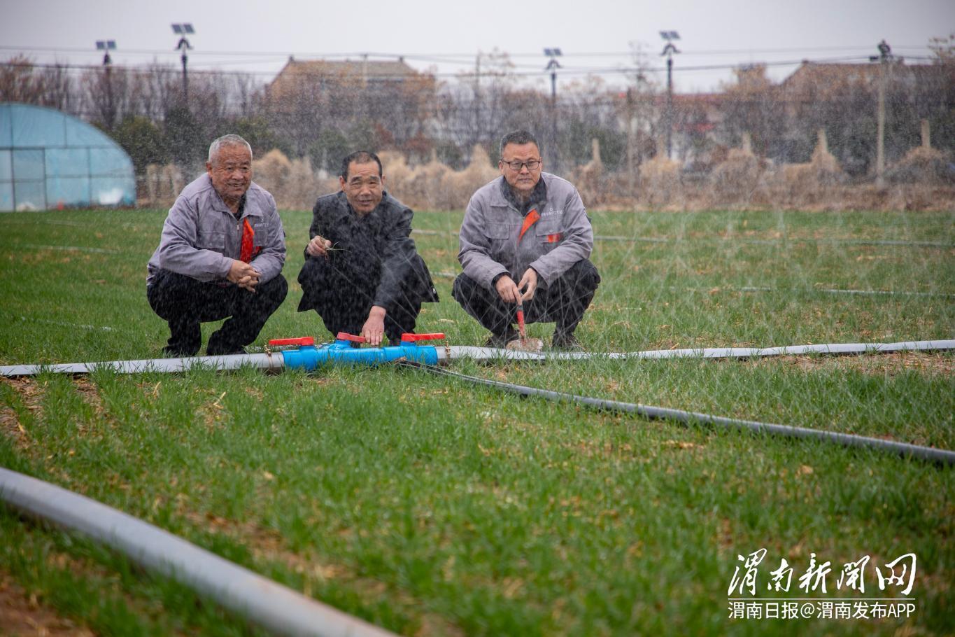 在蒲城縣橋陵鎮后泉村麥田里，村民正在技術人員指導下，對小麥進行水肥一體化灌溉。