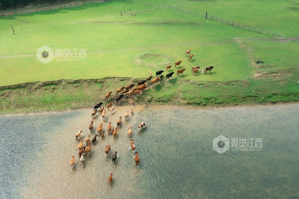 3月10日，江西省泰和县桥头镇南车水库库尾绿草茵茵，成群的黄牛在草地上悠闲觅食、嬉戏打闹。
