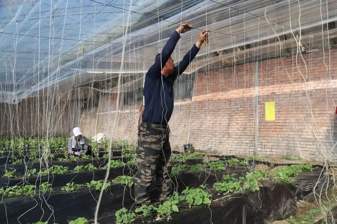 抢“鲜”马年！突泉县头茬香瓜定档“五一”