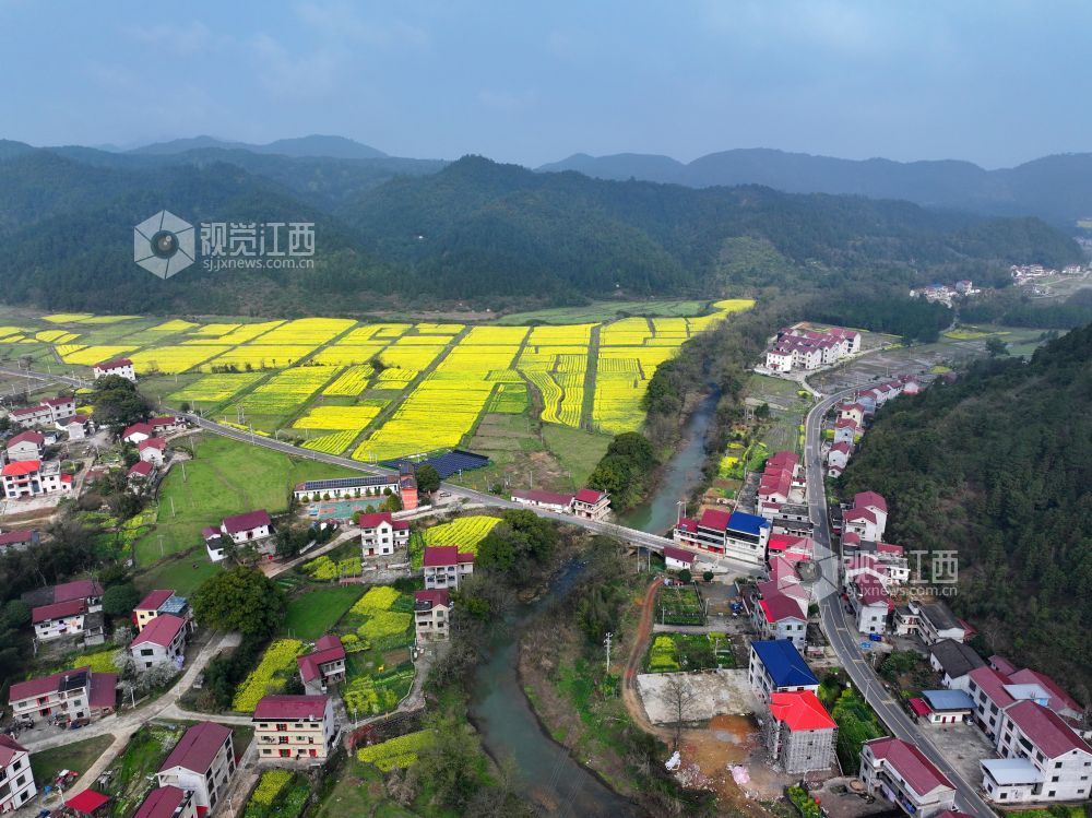 2026年3月6日,江西省吉安市泰和县水槎乡乐群村油菜种植基地,油菜花竞相绽放,与大山、农舍相映成景,壮美如画。