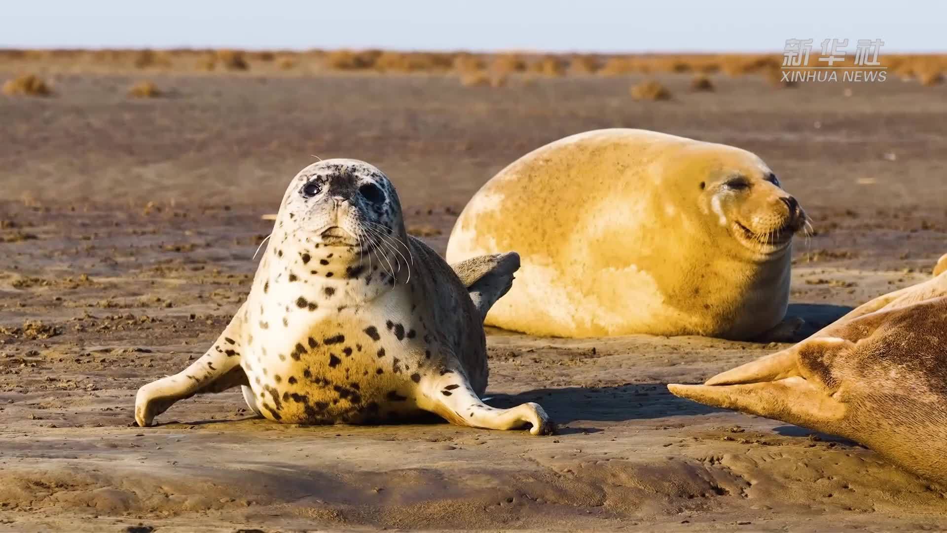 辽宁盘锦：约200只斑海豹享受“日光浴”