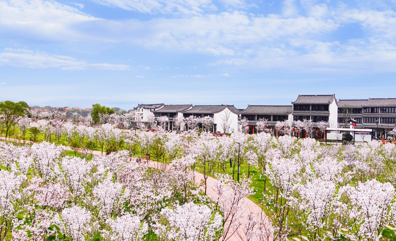 “知音湖北 超级文旅日”相约春天赏樱花暨花博汇一路繁花季活动3月14日盛大启幕!