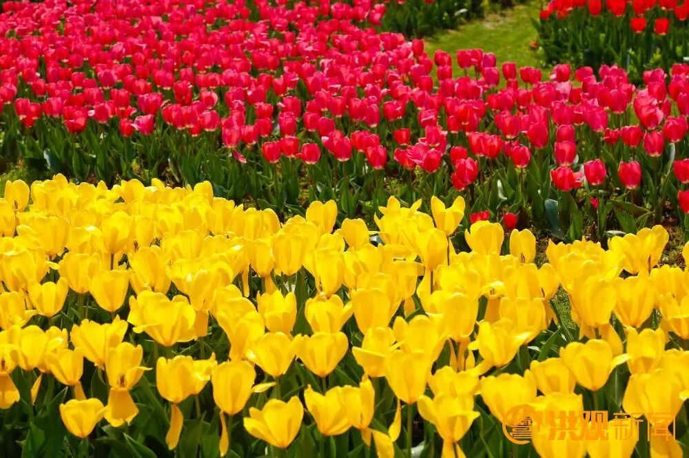 南昌多地花开！市民走出家门感受春日浪漫 撬动乡村发展活力