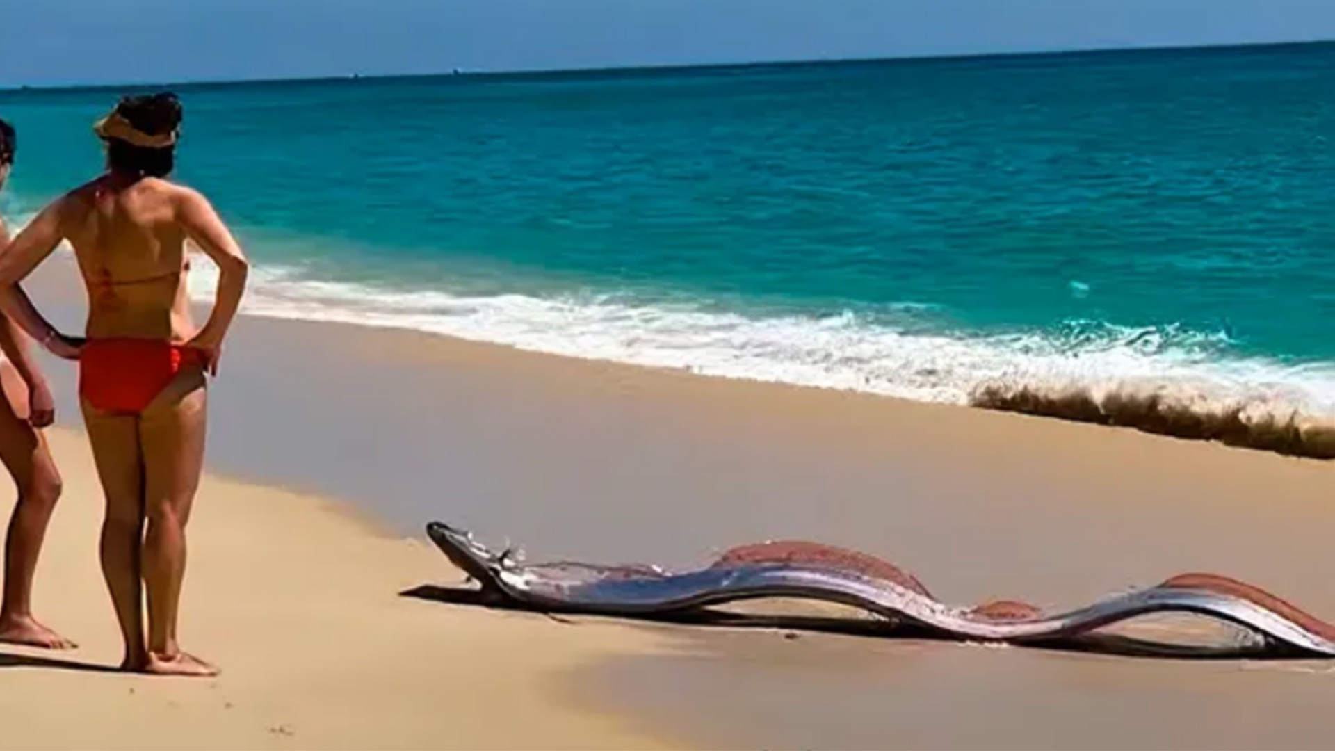 罕见！墨西哥一沙滩接连出现两条搁浅的巨型皇带鱼