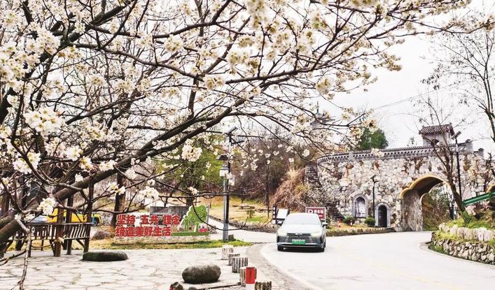 十堰郧阳茶店镇樱桃花盛开 通讯员供图