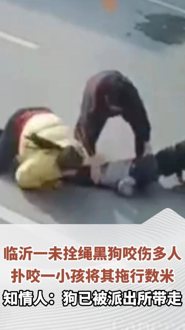 临沂一未拴绳黑狗咬伤多人，扑咬一小孩将其拖行数米，知情人：狗已被派出所带走