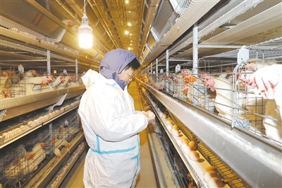 饲养员在鸡舍内查看鸡的产蛋情况