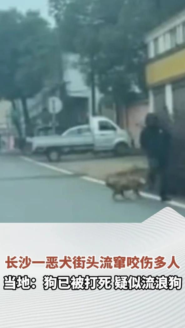 长沙一恶犬街头流窜咬伤多人，当地：狗已被打死，疑似流浪狗，被咬伤居民均已打狂犬病疫苗
