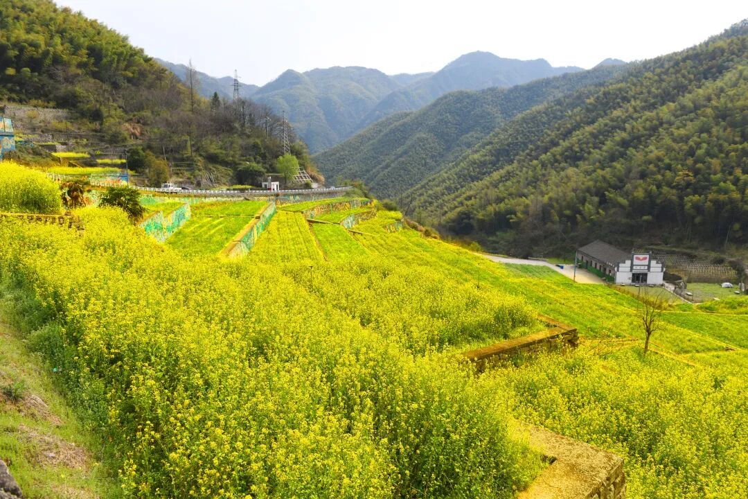 余姚這些金黃“出片地”即將頂流！快來交出你手機里的探春點位