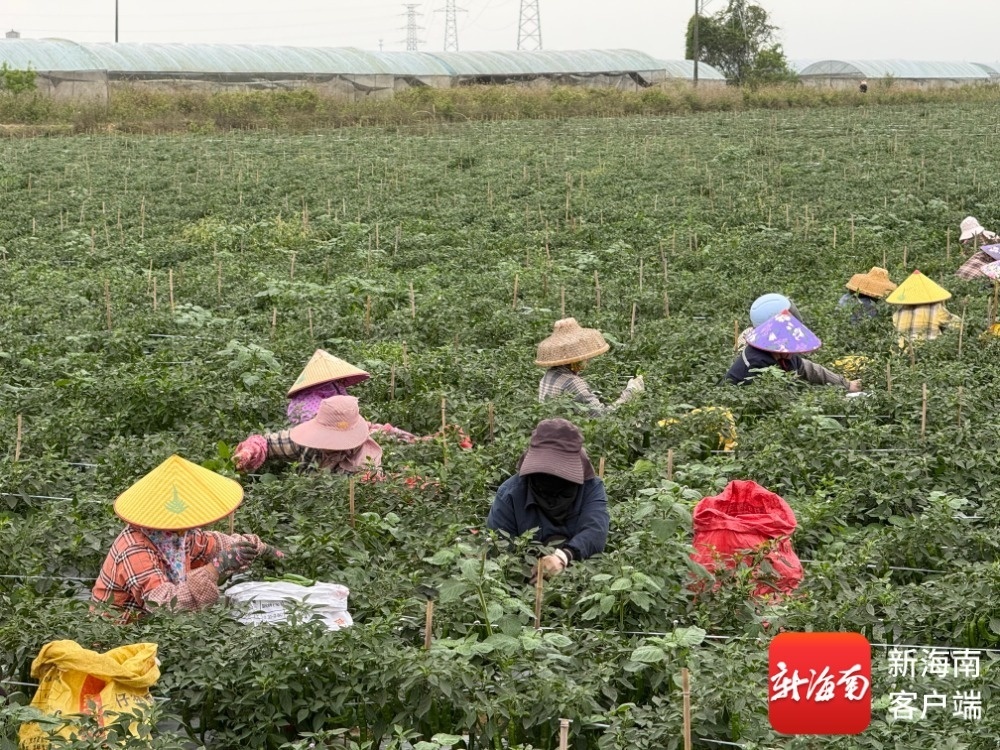 农户在地里采摘泡椒。记者 程小丹 摄