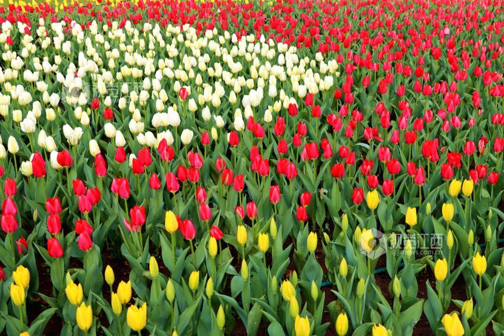 江西南昌：百万株郁金香迎春盛开（图）
